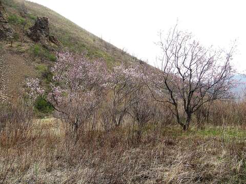 Слика од Prunus mandshurica (Maxim.) Koehne