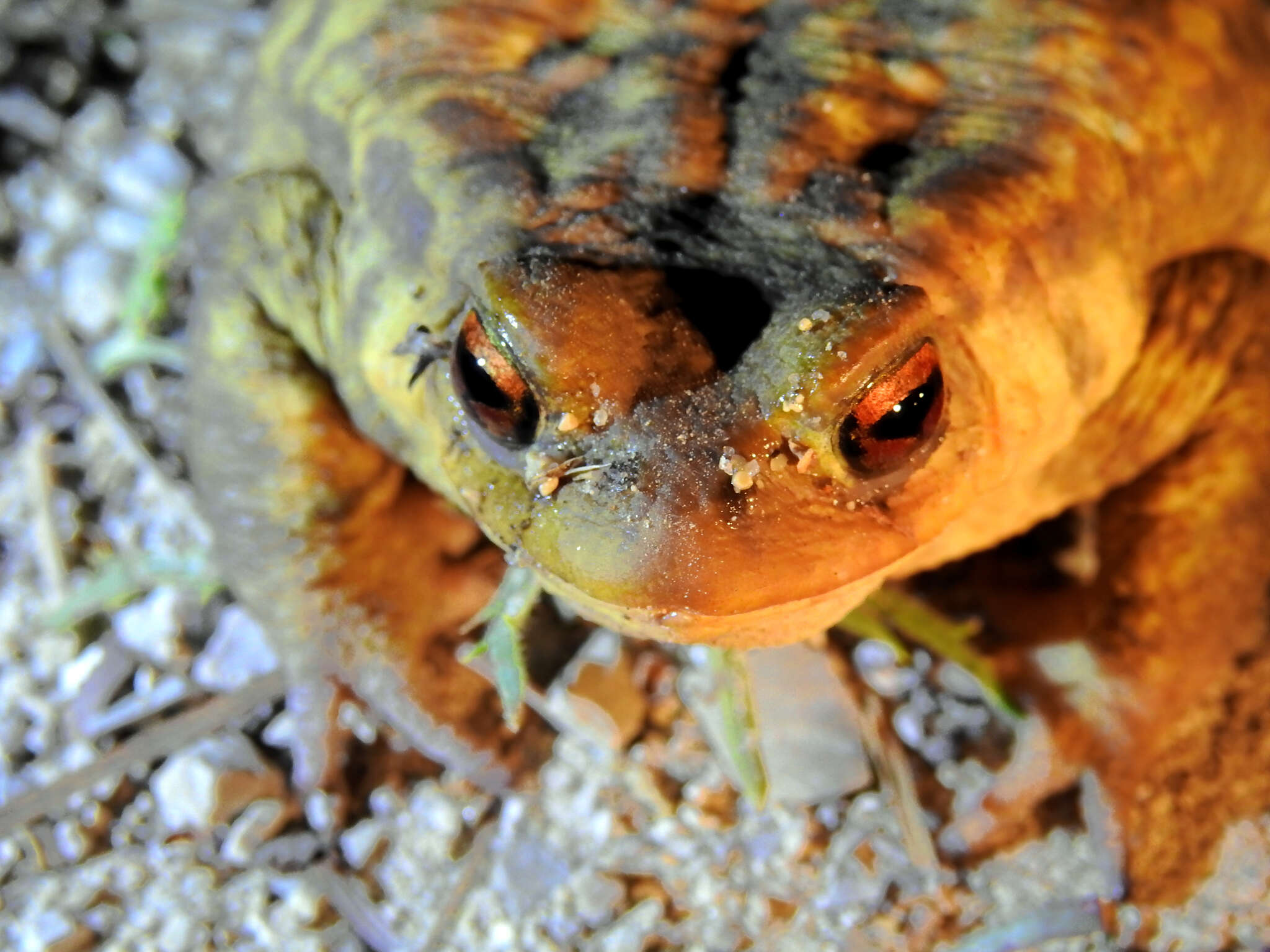 Image of Spiny Common Toad