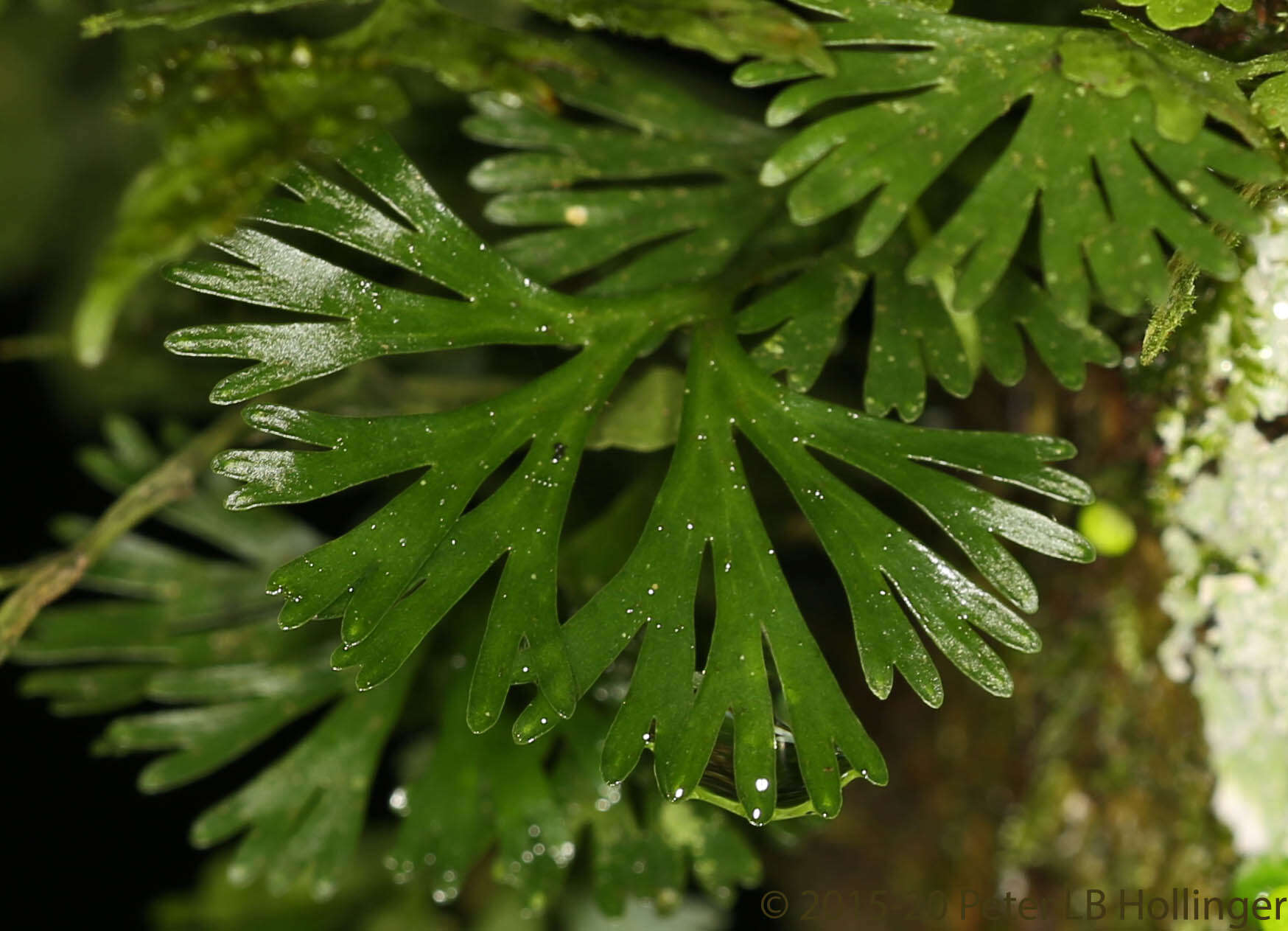 Image de Elaphoglossum peltatum (Sw.) Urb.