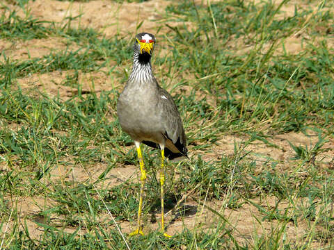 Image of African Wattled Lapwing