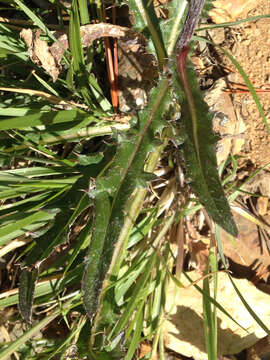 Image of rose thistle