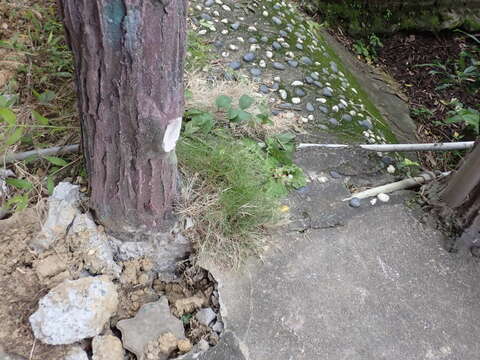 Image of Pacific Temple Grass