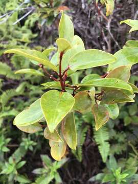 Image of Kauai Bottlebrush