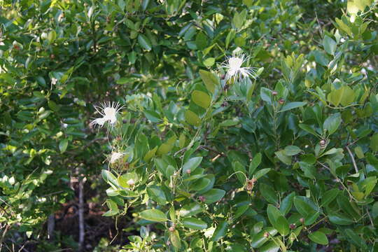 Image de Capparis lucida (DC.) R. Br. ex Benth.