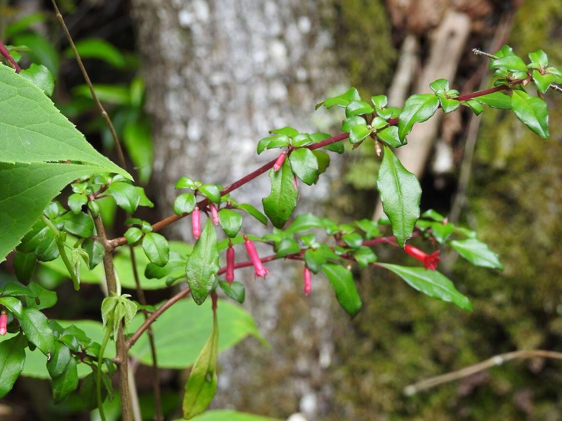 Image of Fuchsia thymifolia Kunth