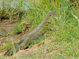 Image of Varanus niloticus