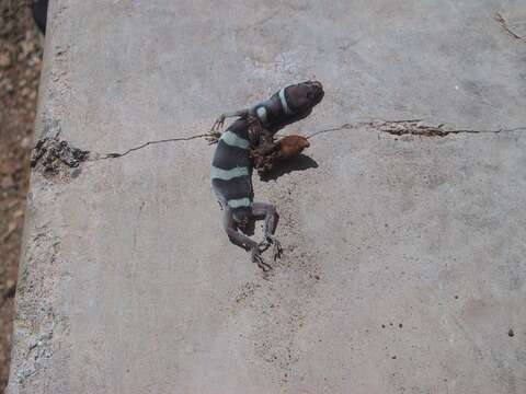 Image of Black Banded Gecko