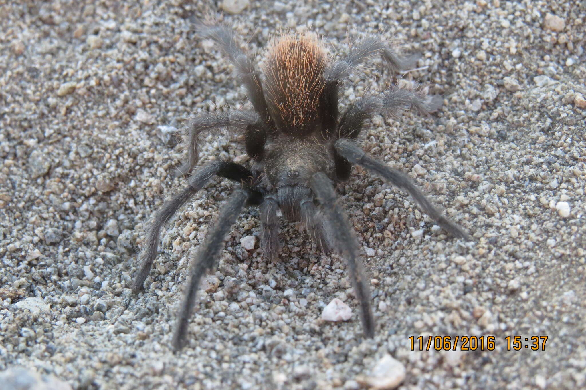 Image of Paloma Dwarf Tarantula