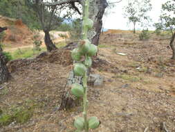 Image of Agave pratensis A. Berger