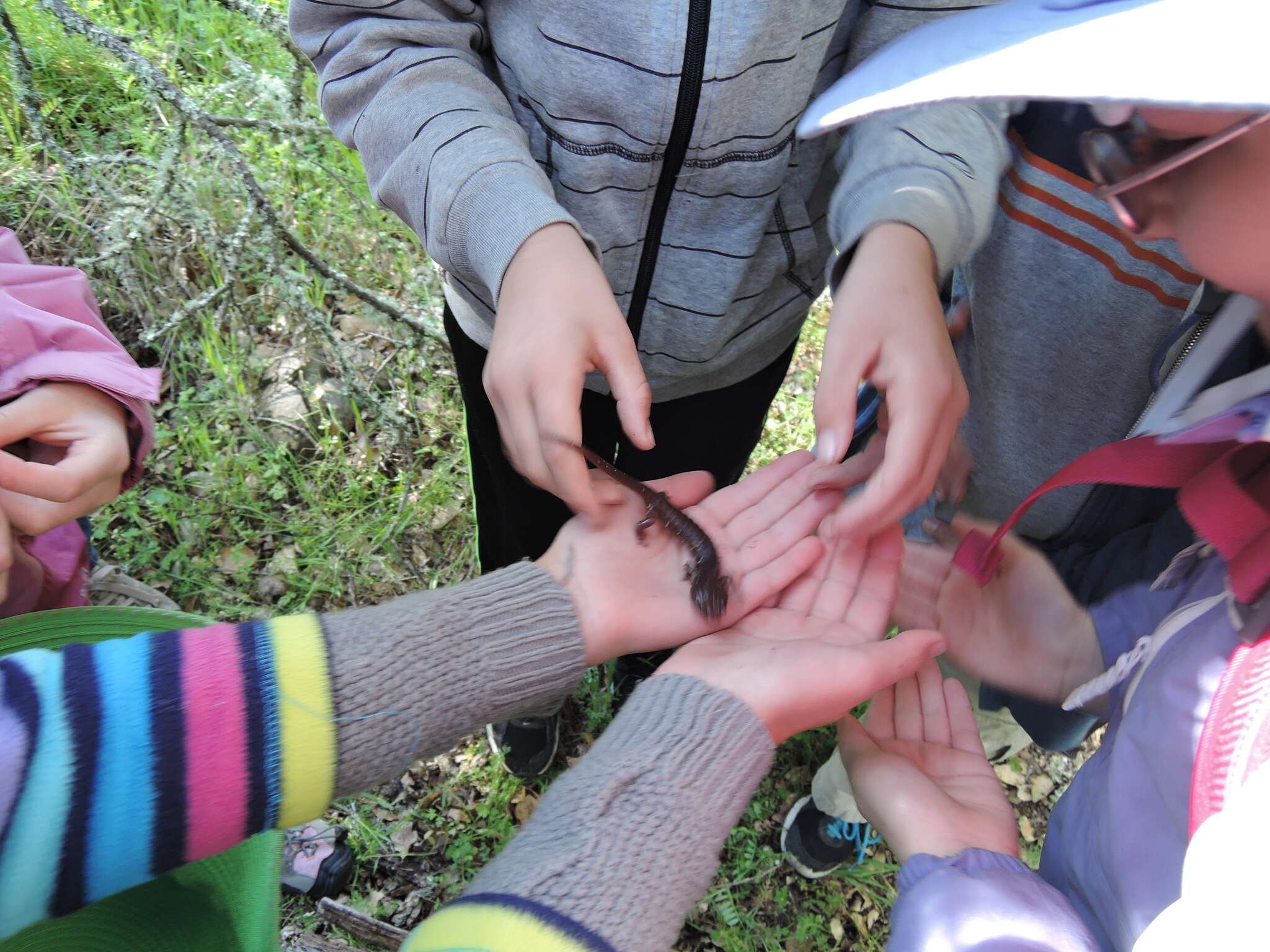 Image of Arboreal Salamander