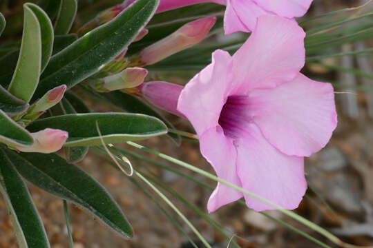 Image of Summer impala lily