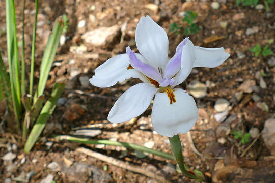 Image of Wild iris