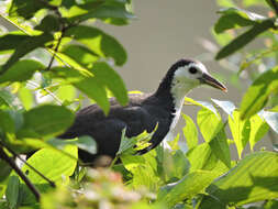 Image of White-breasted Waterhen