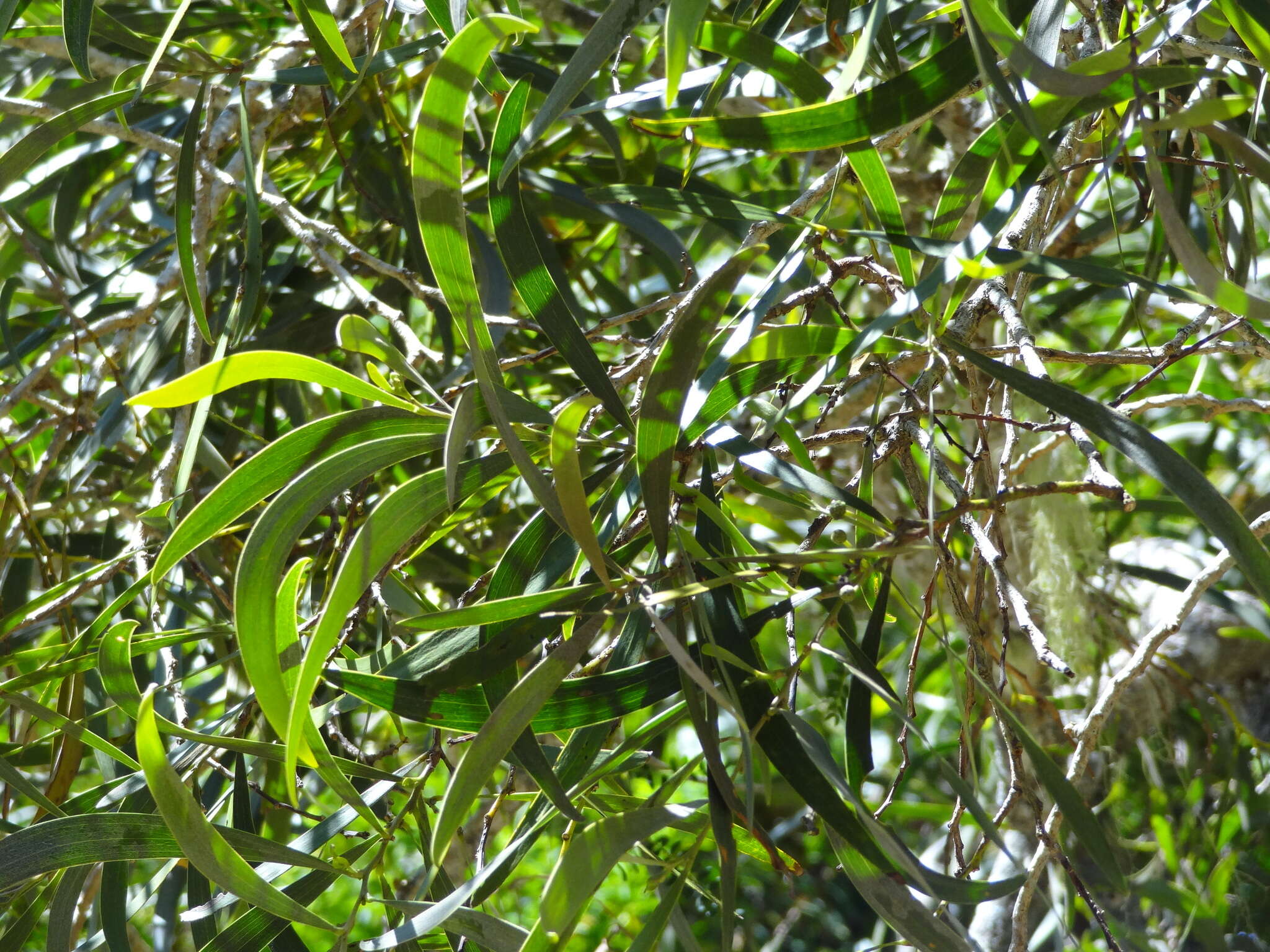 Слика од Acacia heterophylla (Lam.) Willd.