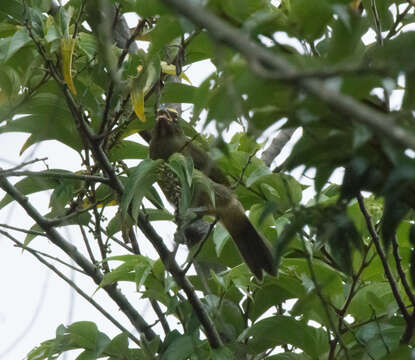 Image of Cinnamon-bellied Saltator