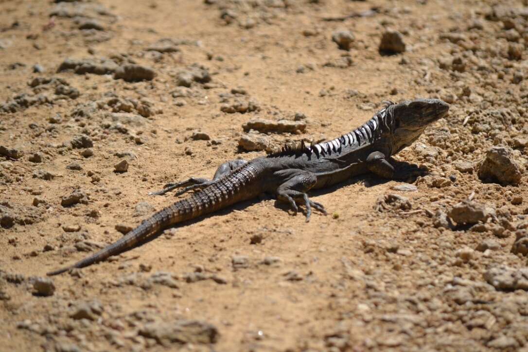 Image of Baker's Spinytail Iguana