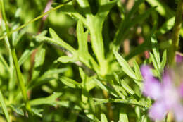 Image of birdfoot checkerbloom