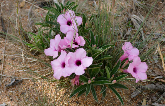 Image of Summer impala lily