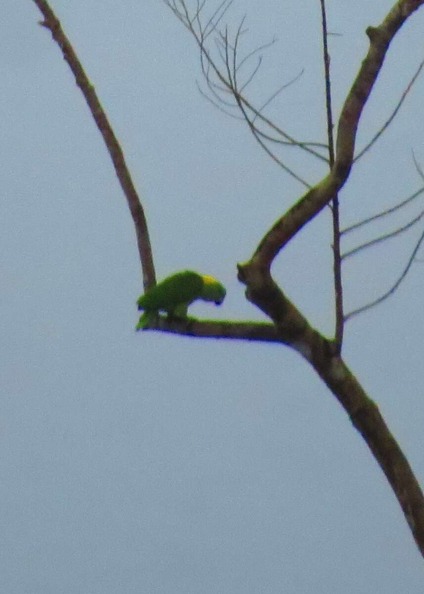 Image of Amazona auropalliata parvipes Monroe, Howell & TR 1966