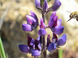 Image of Eucera frater albopilosa (Fowler 1899)