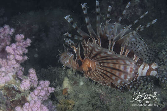 Image of Zebra lionfish