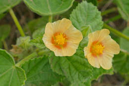 Image of country mallow