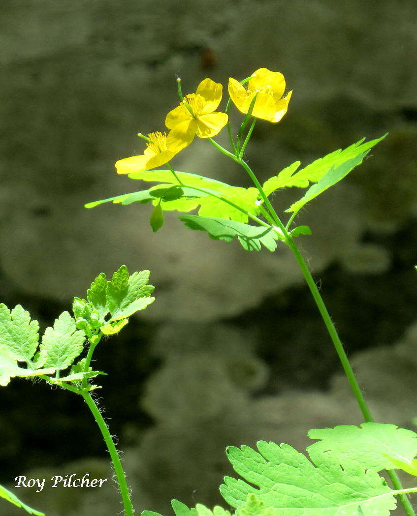 Image of celandine