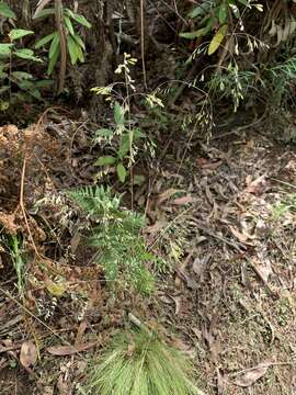 Image of Poa meionectes Vickery