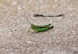 Image of Yellow-spined Bamboo Locust