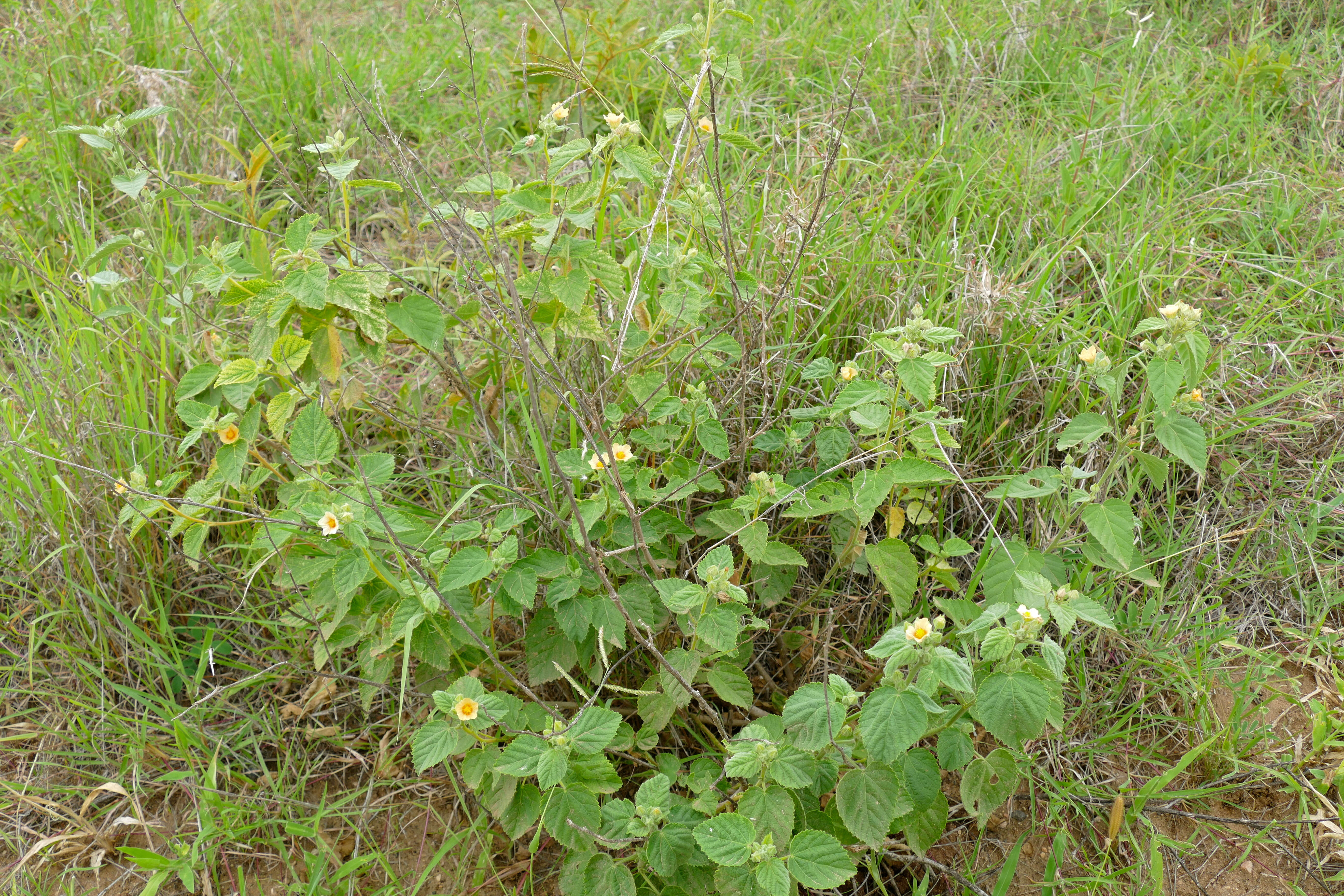 Image of country mallow