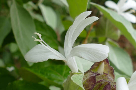 Image of Barleria albostellata C. B. Cl.