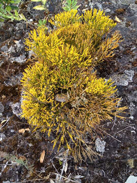 Image de Psilotum nudum (L.) P. Beauv.