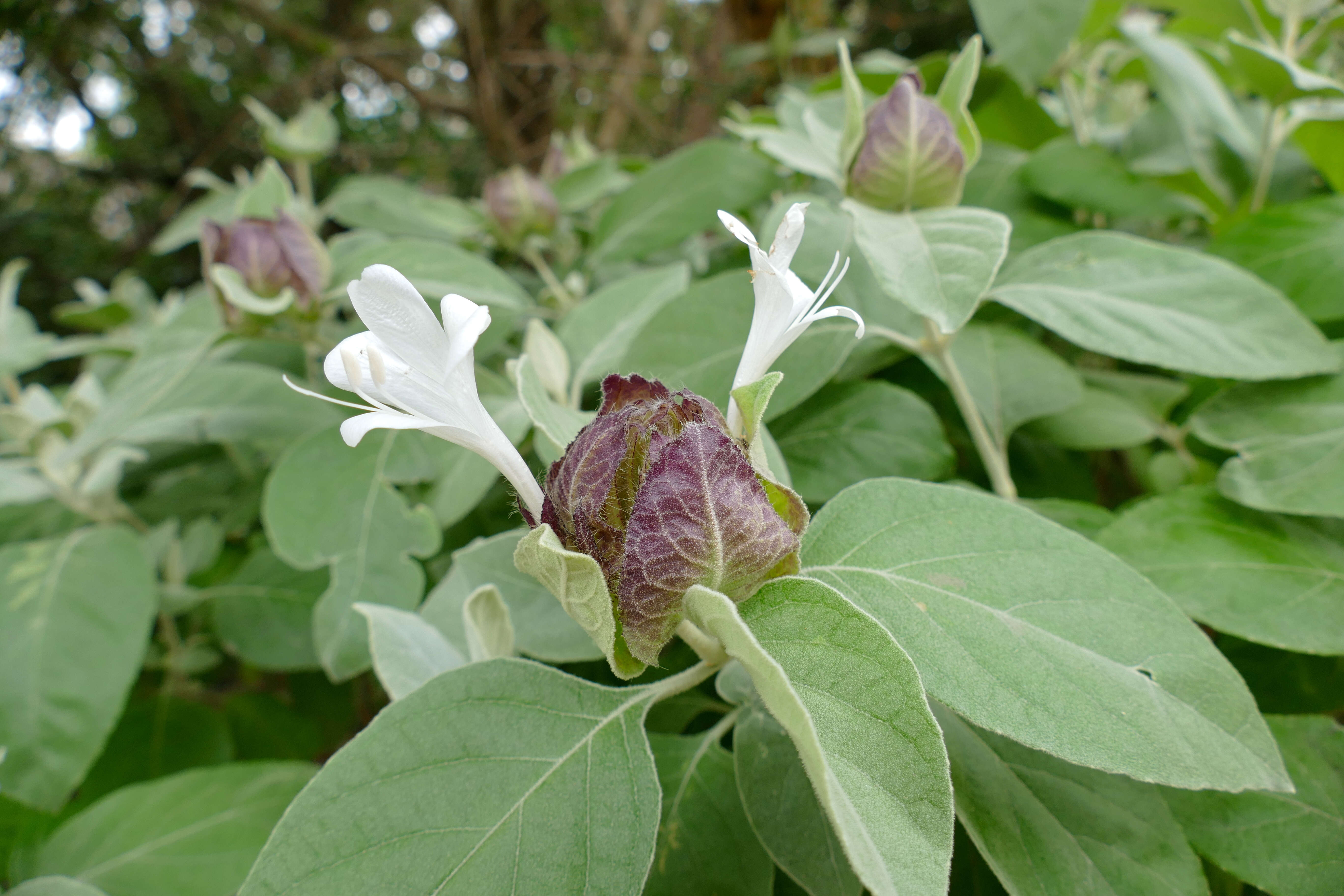 صورة Barleria albostellata C. B. Cl.