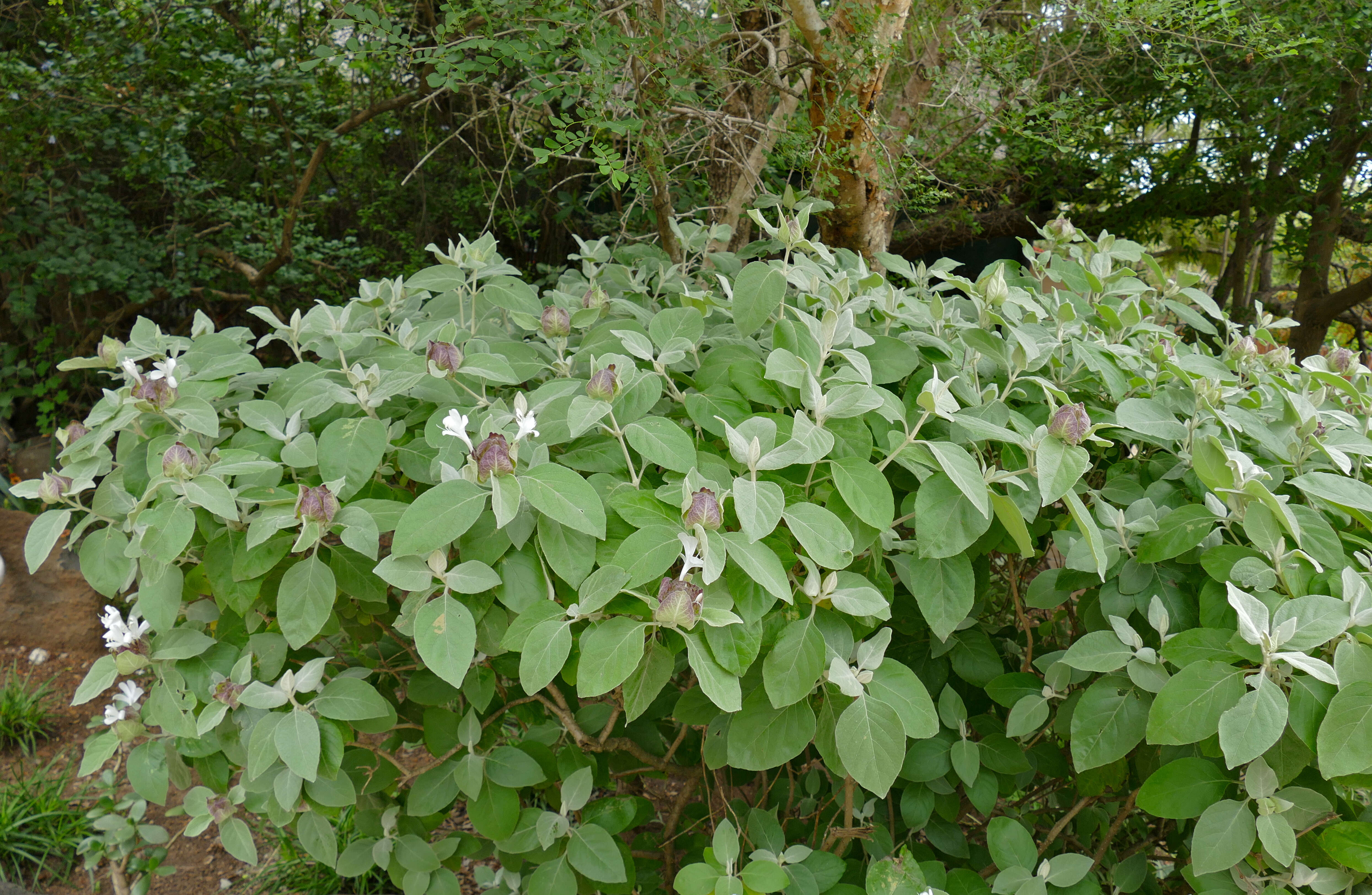 Image of Barleria albostellata C. B. Cl.