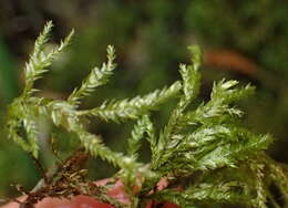 Image of Porotrichum madagassum Kiaer ex Bescherelle 1880