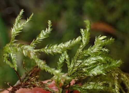 صورة Porotrichum madagassum Kiaer ex Bescherelle 1880