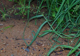 Plancia ëd Echinochloa polystachya (Kunth) Hitchc.