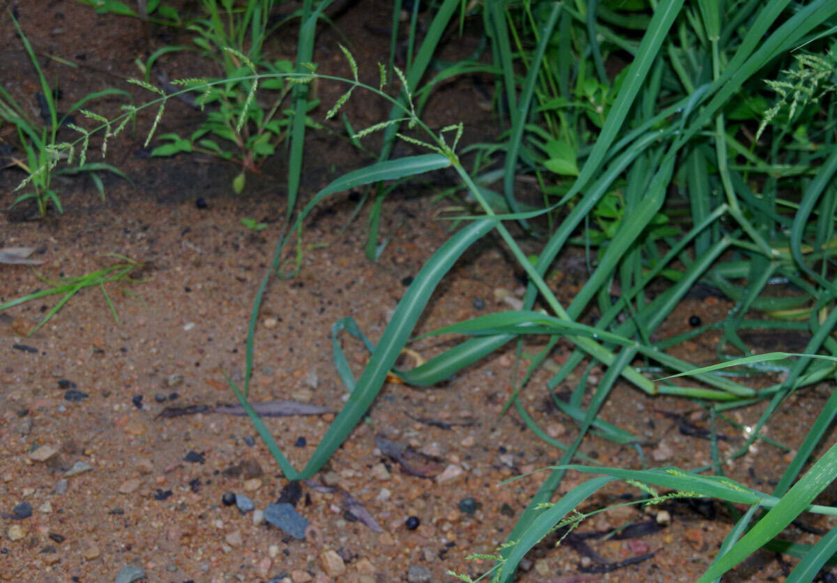 Plancia ëd Echinochloa polystachya (Kunth) Hitchc.