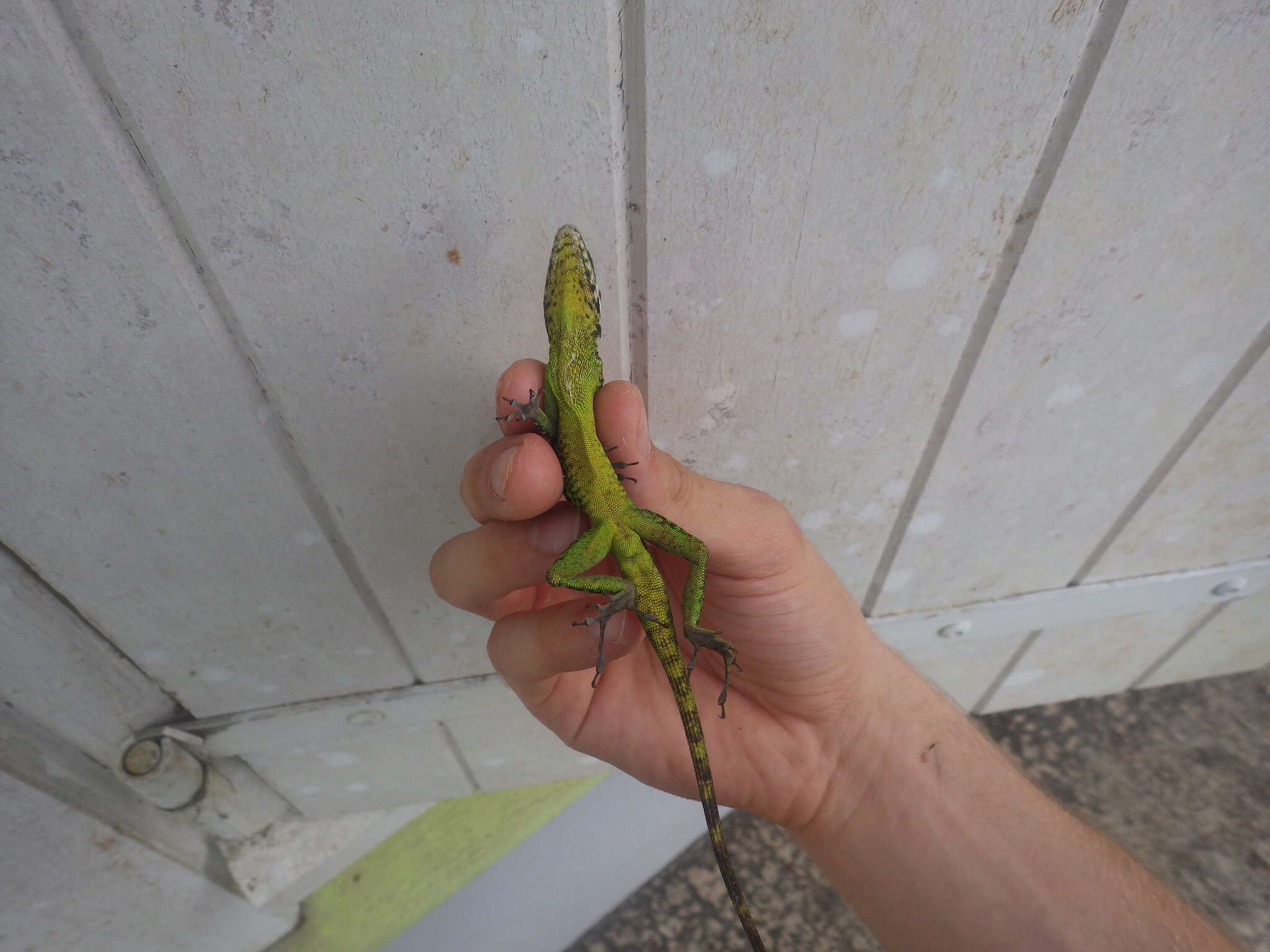 Image of Martinique's Anole