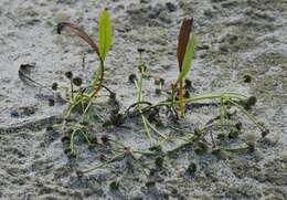 Image of Narrowleaf Water-plantain