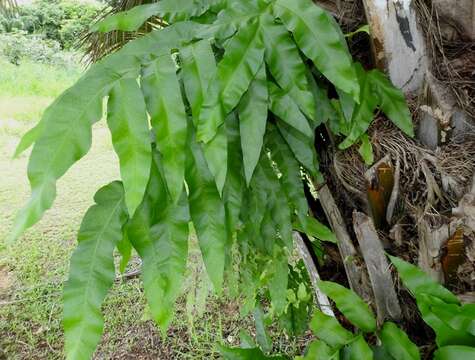 Sivun Phlebodium decumanum (Willd.) J. Sm. kuva