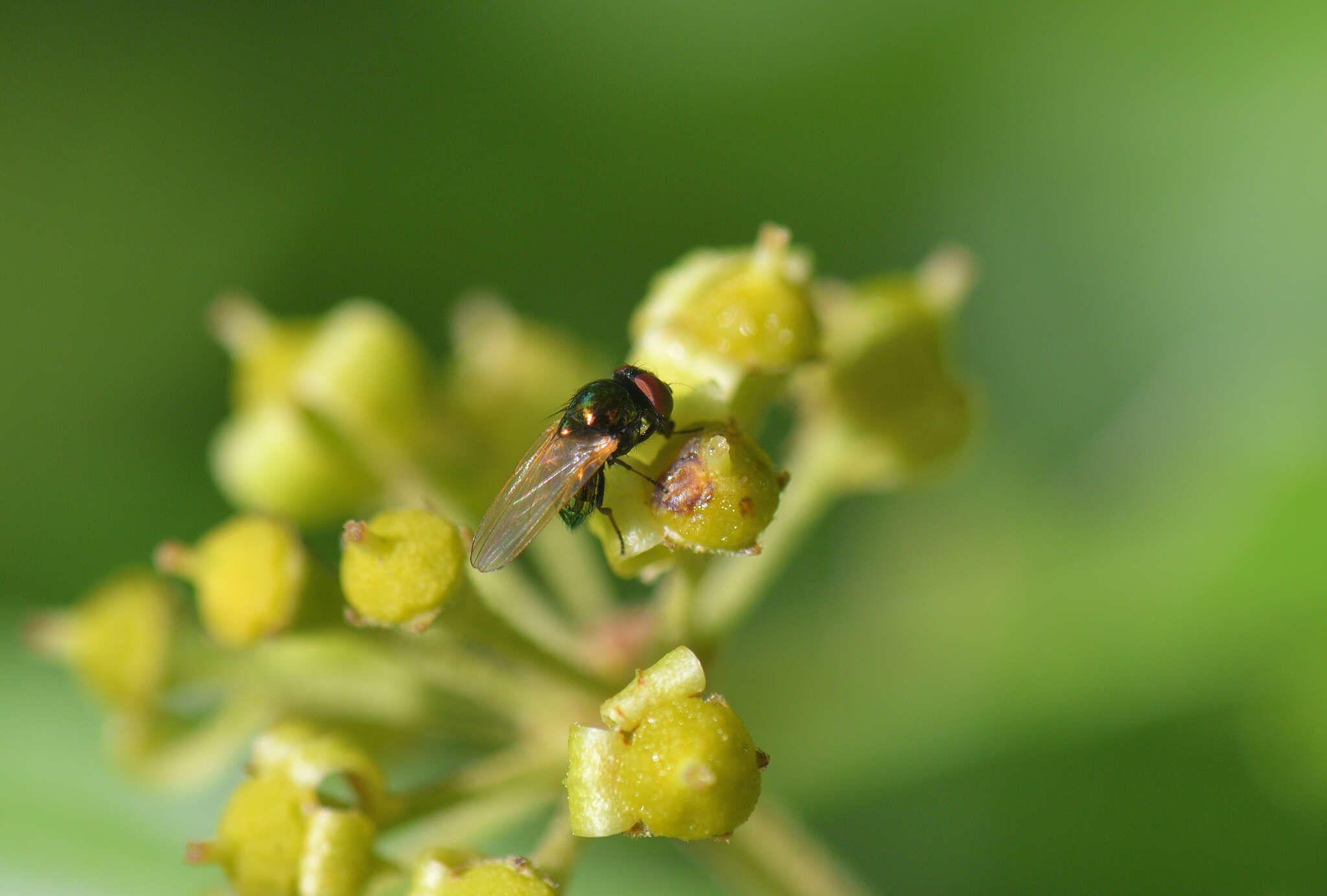 صورة Lamprolonchaea smaragdi (Walker 1849)