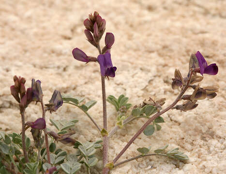 Image de Astragalus albens Greene