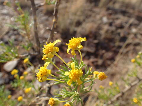 Image of Euryops subcarnosus DC.