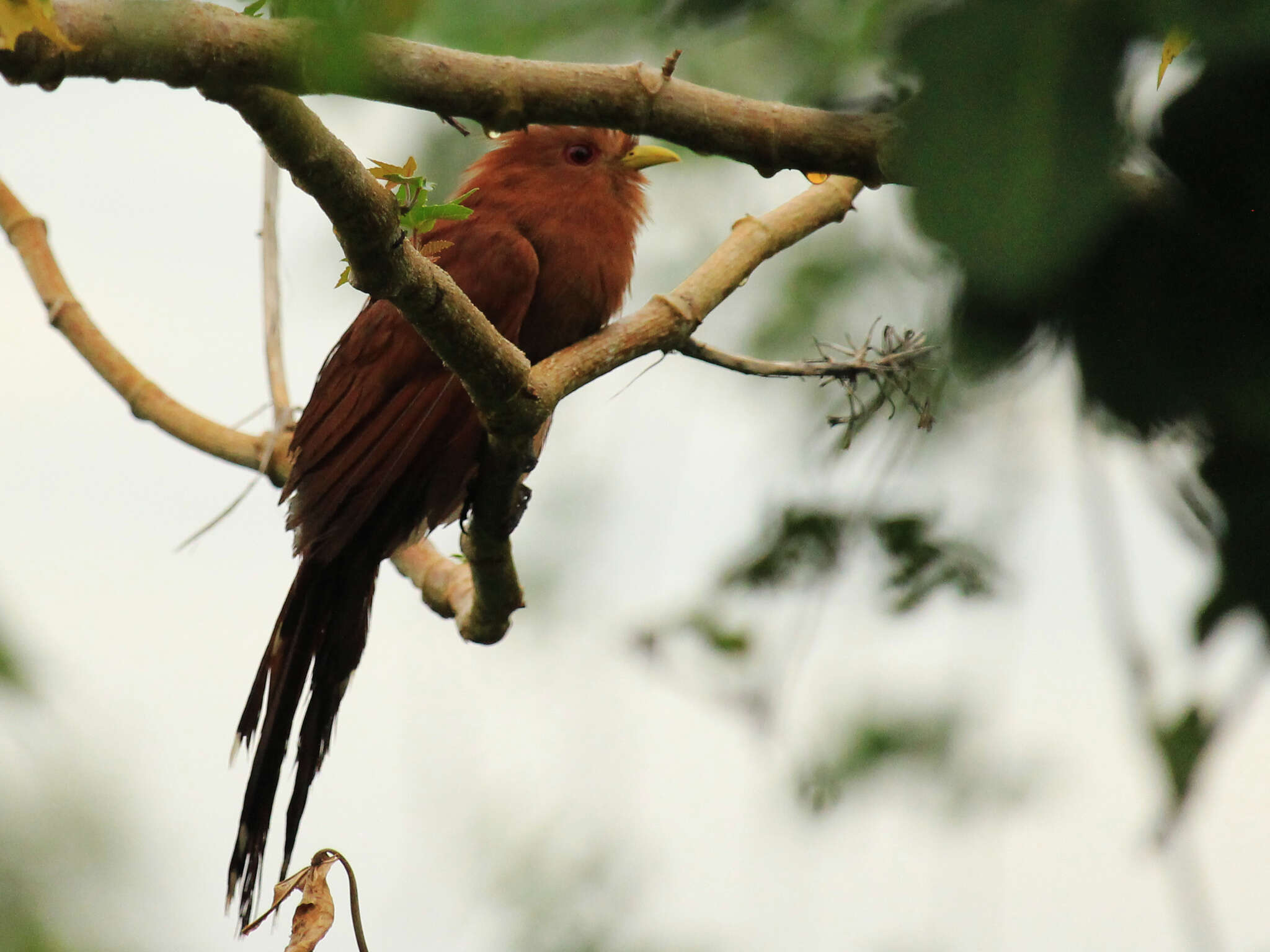 Image of Little Cuckoo