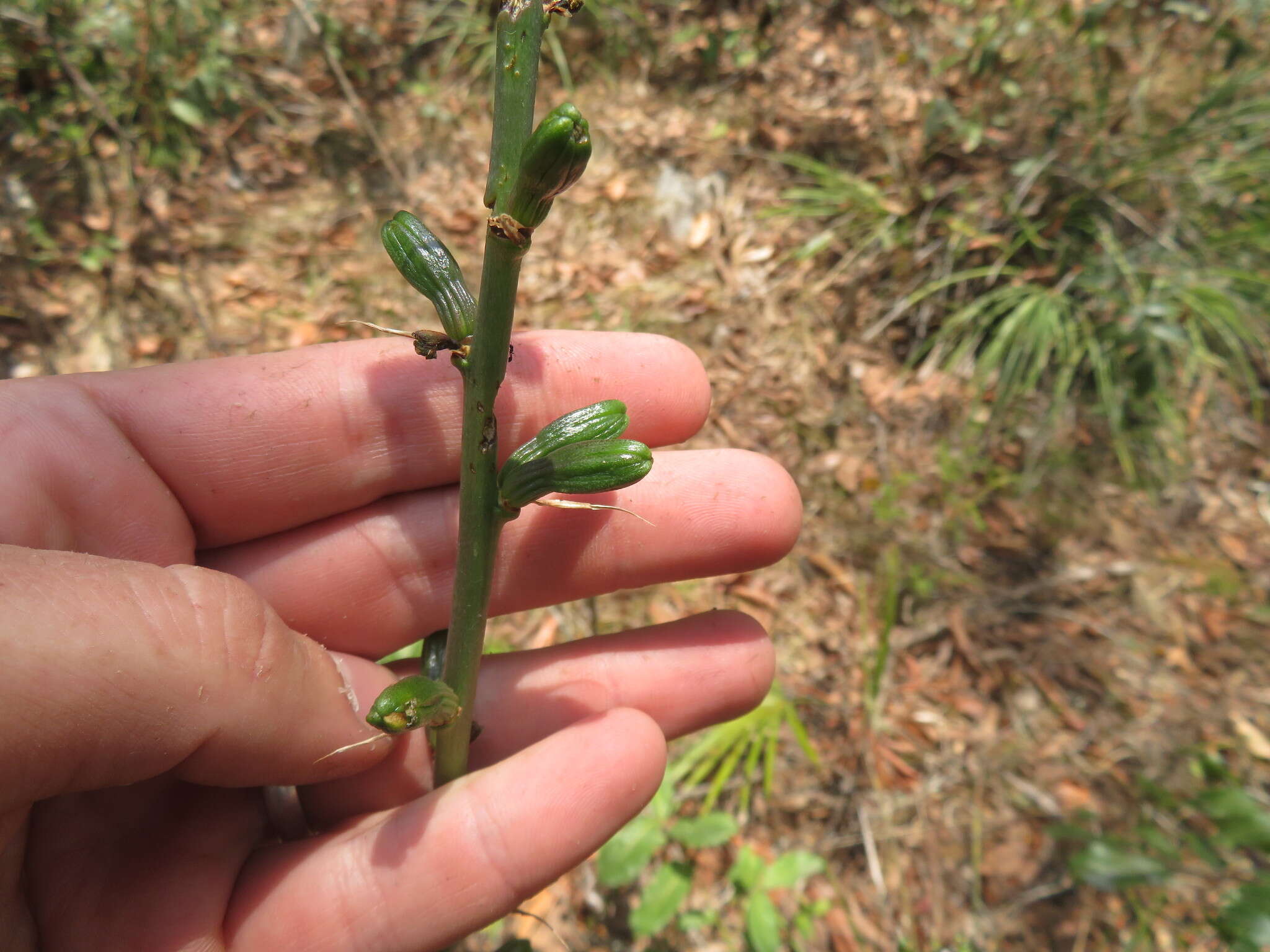 Image of Agave tenuifolia Zamudio & E. Sánchez