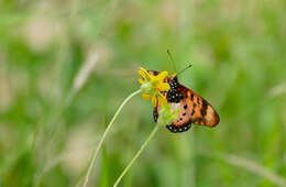 Image de Acraea acara Hewitson 1865