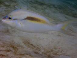 Image of Barred-face spine-cheek