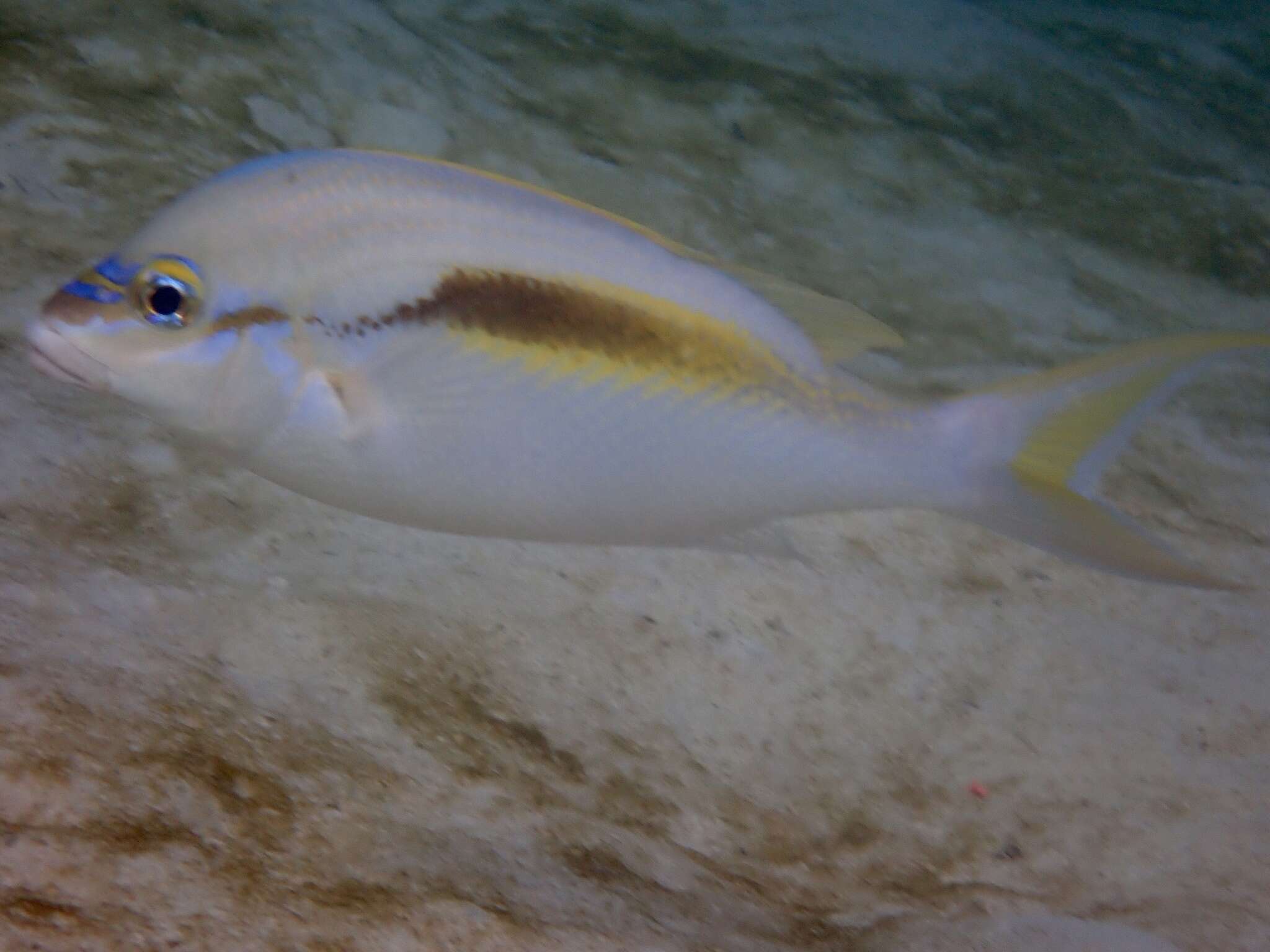 Image of Barred-face spine-cheek