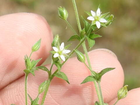 Image of Thyme-leaved Sandwort